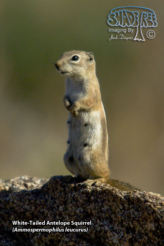 White-Tailed Antelope Squirrel - Ammospermophilus leucurus