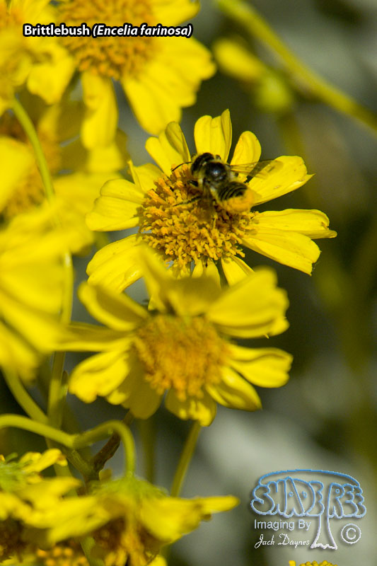 Brittlebush - Encelia farinosa