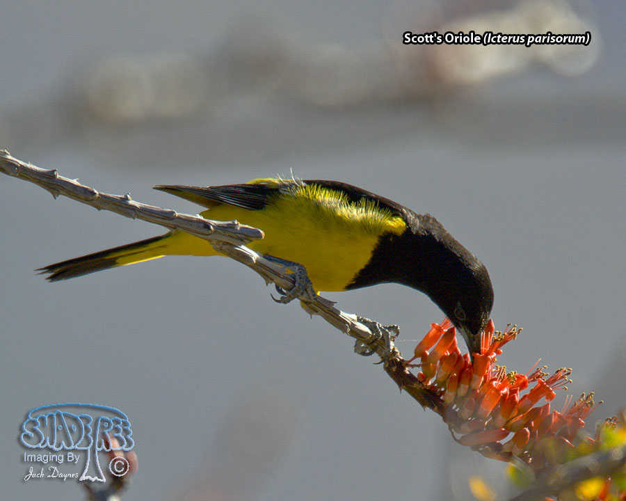 Scott's Oriole - Icterus parisorum