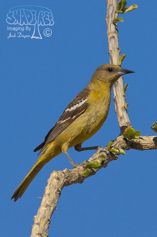 Scott's Oriole - Icterus parisorum