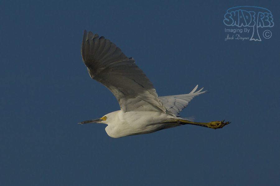 Snowy Egret - Egretta thula