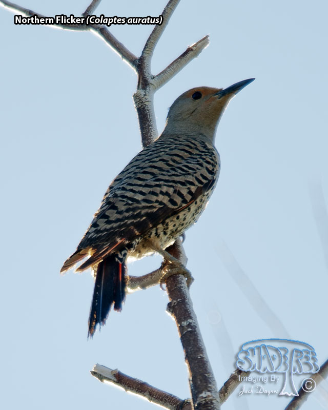 Northern Flicker - Colaptes auratus