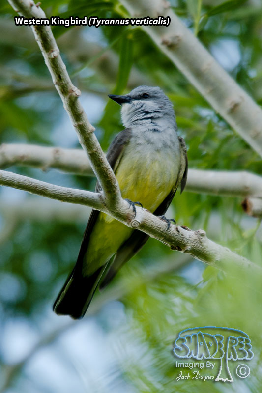 Western Kingbird - Tyrannus verticalis