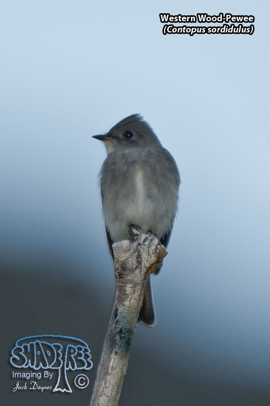Western Wood-Pewee - Contopus sordidulus