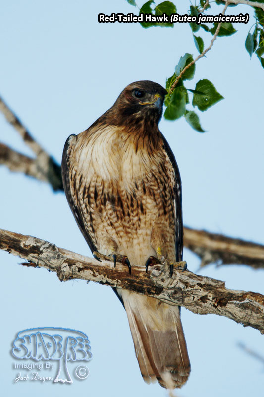 Red-Tailed Hawk - Buteo jamaicensis