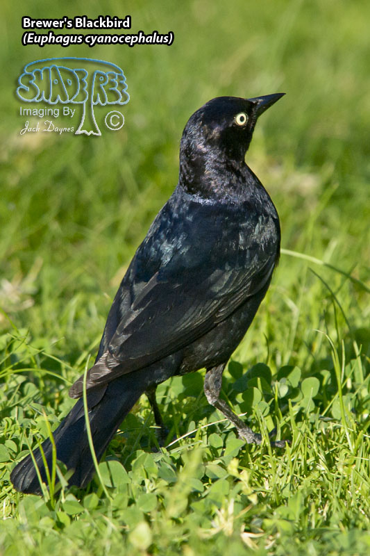 Brewer's Blackbird - Euphagus cyanocephalus