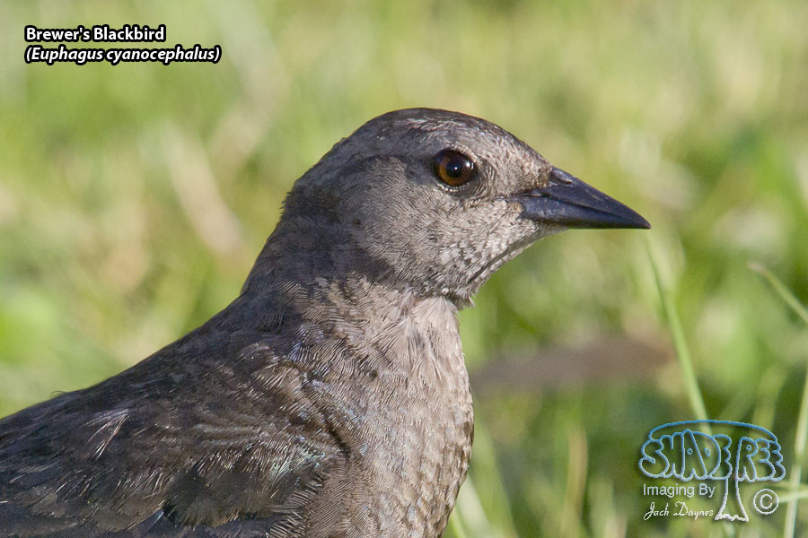 Brewer's Blackbird - Euphagus cyanocephalus