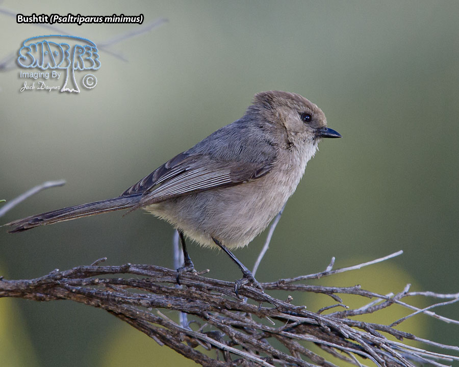 Bushtit - Psaltriparus minimus
