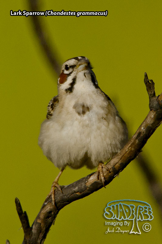 Lark Sparrow - Chondestes grammacus