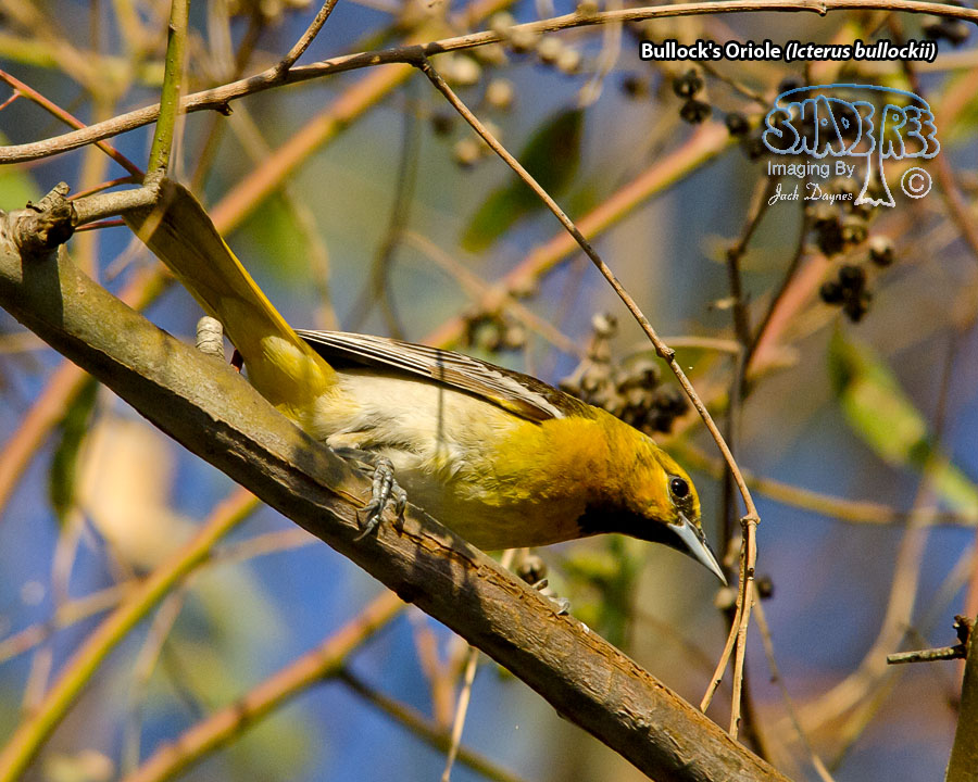 Bullock's Oriole - Icterus bullockii