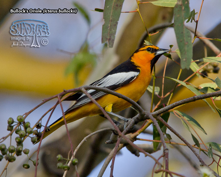 Bullock's Oriole - Icterus bullockii