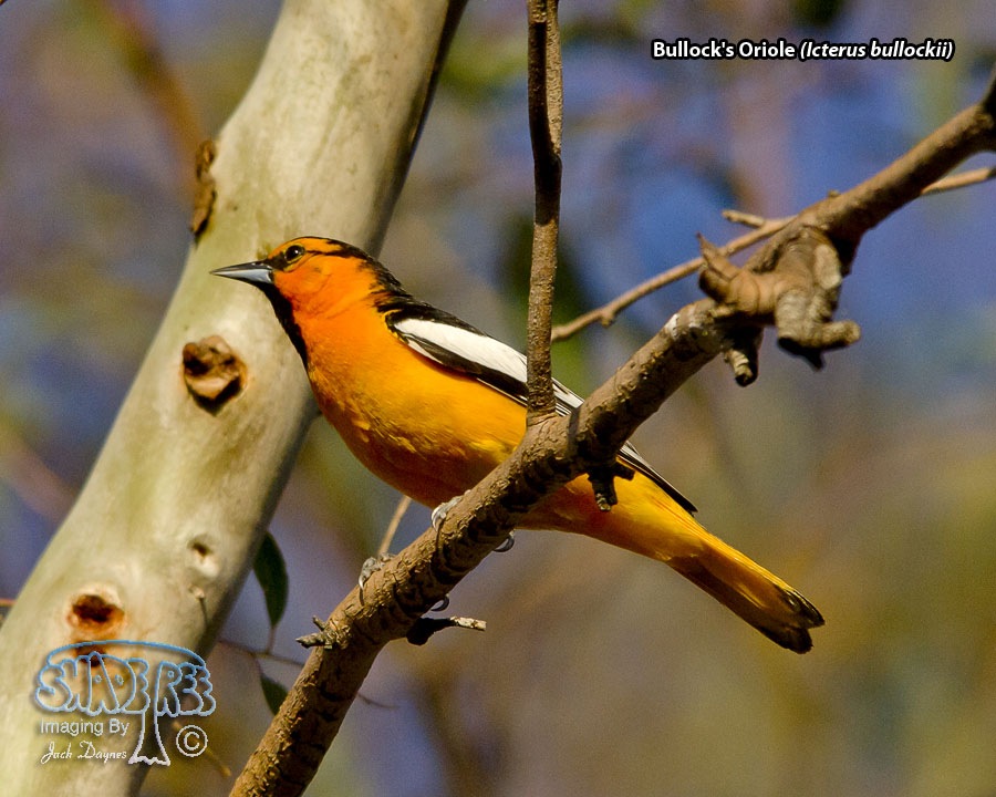 Bullock's Oriole - Icterus bullockii