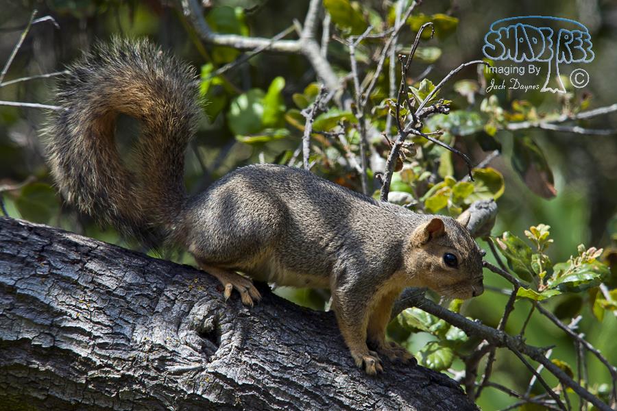 Fox Squirrel - Sciurus niger