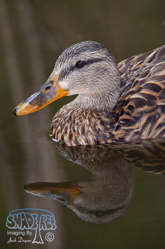 Mallard - Anas platyrhynchos