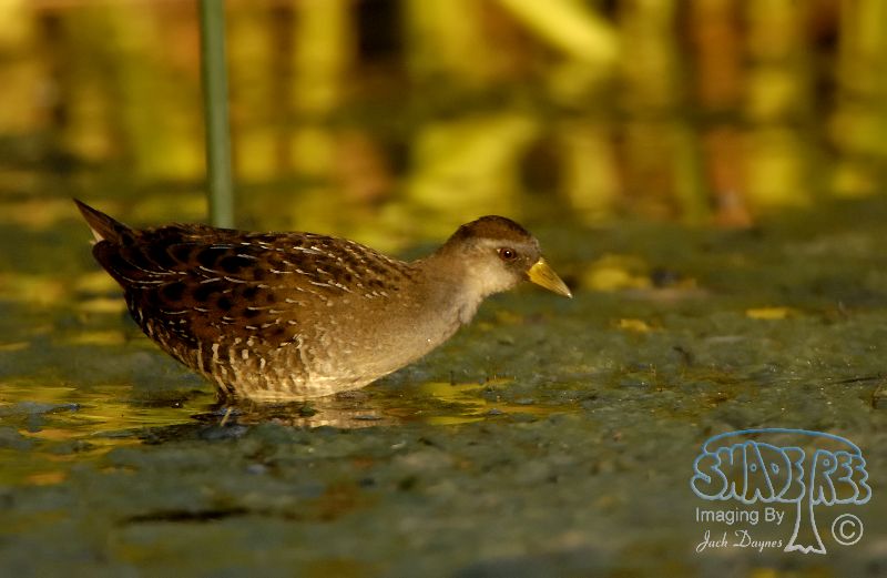 Sora - Porzana carolina