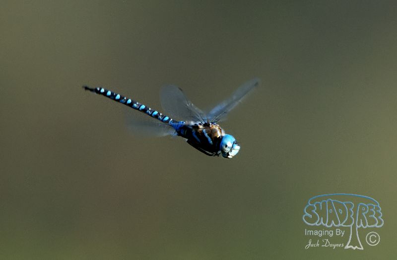 Dragonfly - unknown