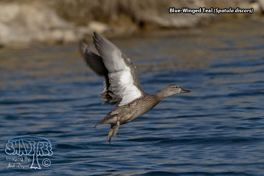 Blue-Winged Teal - Spatula discors