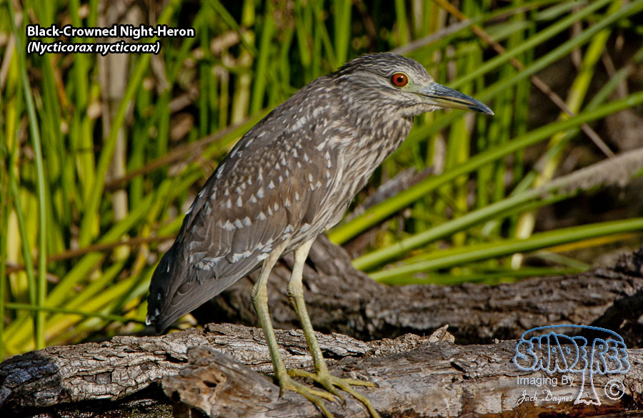 Black-Crowned Night-Heron - Nycticorax nycticorax