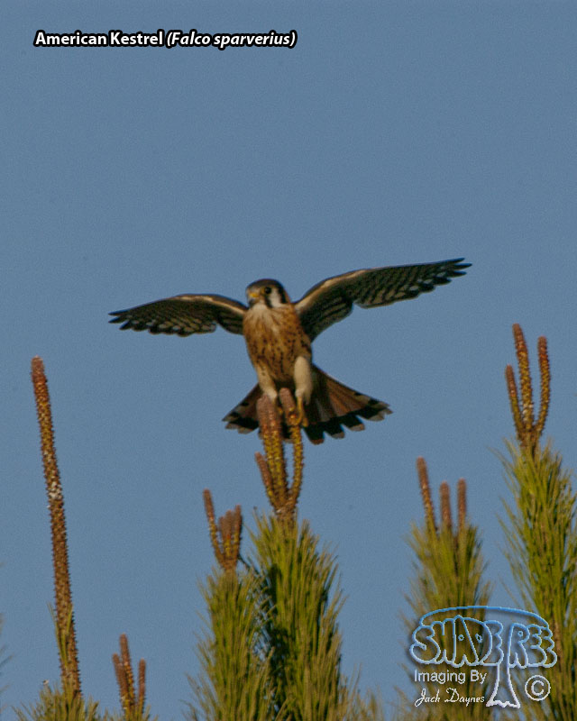American Kestrel - Falco sparverius
