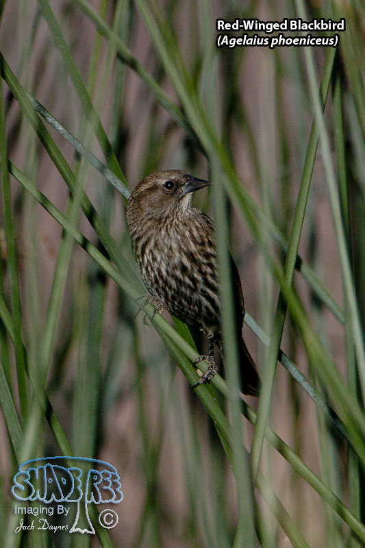 Red-Winged Blackbird - Agelaius phoeniceus