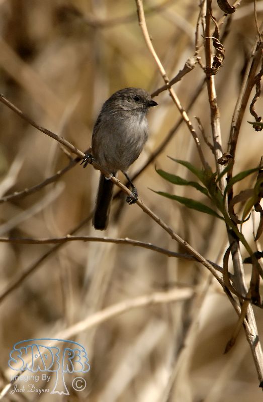 Bushtit - Psaltriparus minimus