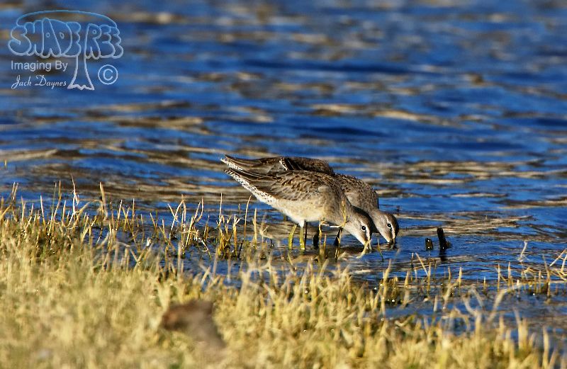 Long-Billed Dowitcher - Limnodromus scolopaceus
