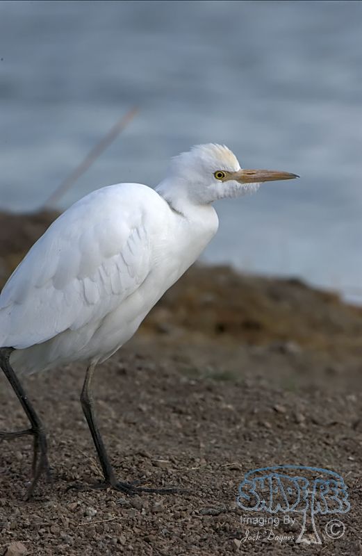 Cattle Egret - Bubulcus ibis
