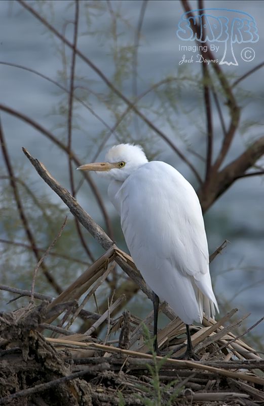 Cattle Egret - Bubulcus ibis