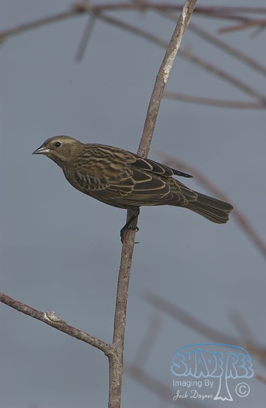 Red-Winged Blackbird - Agelaius phoeniceus