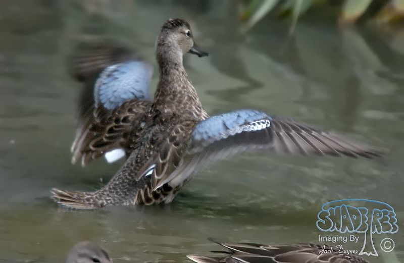 Blue-Winged Teal - Spatula discors