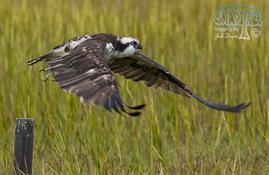 Osprey - Pandion haliaetus