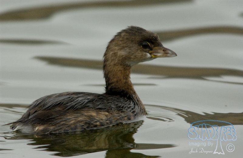 Pied-Billed Grebe - Podilymbus podiceps