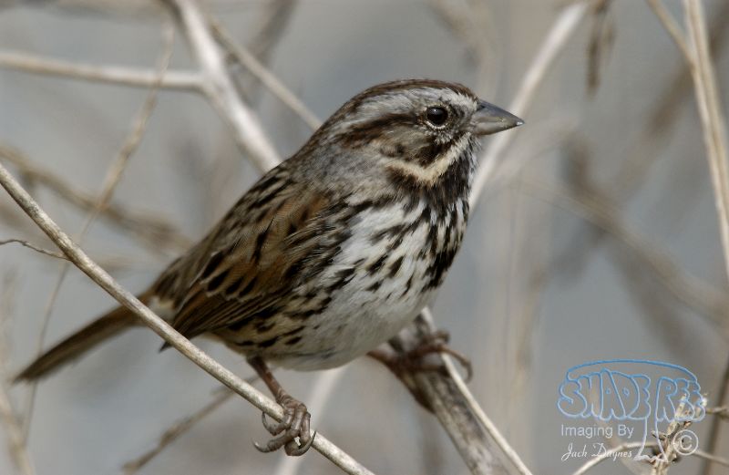Song Sparrow - Melospiza melodia