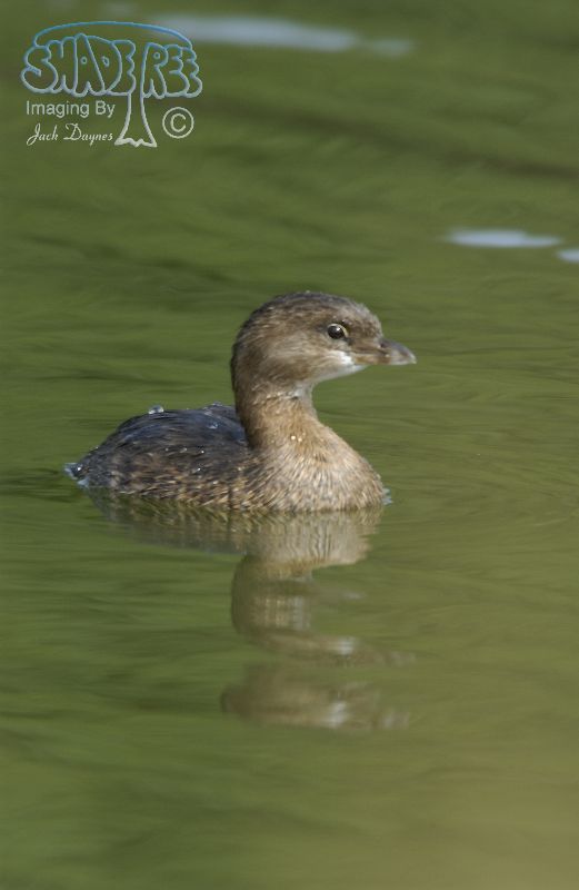 Pied-Billed Grebe - Podilymbus podiceps