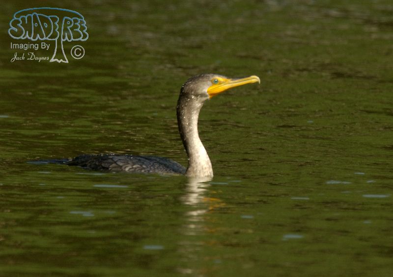 Double-Crested Cormorant - Phalacrocorax auritus