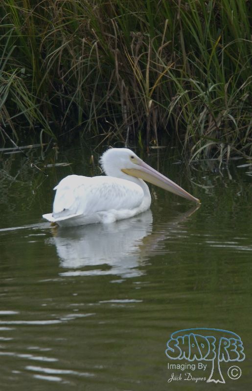American White Pelican - Pelecanus erythrorhynchos