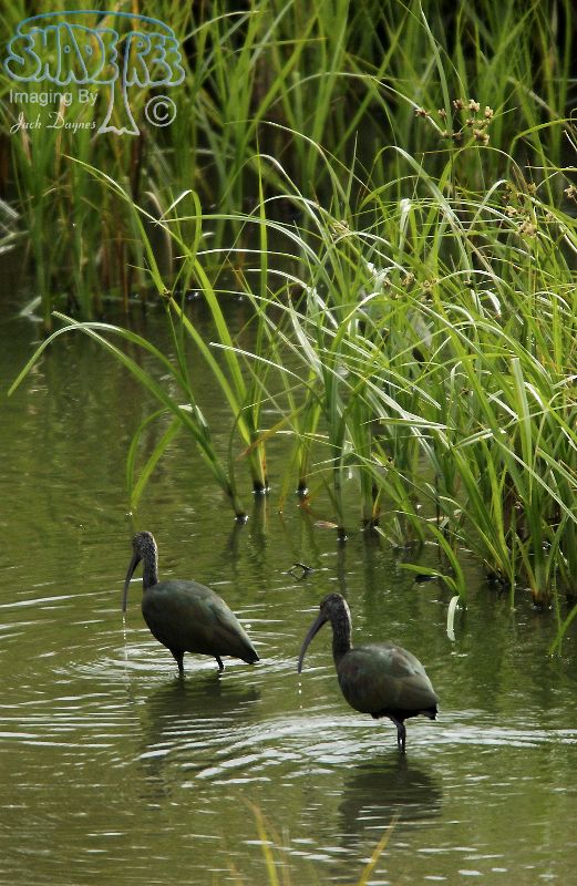 White-Faced Ibis - Plegadis chihi