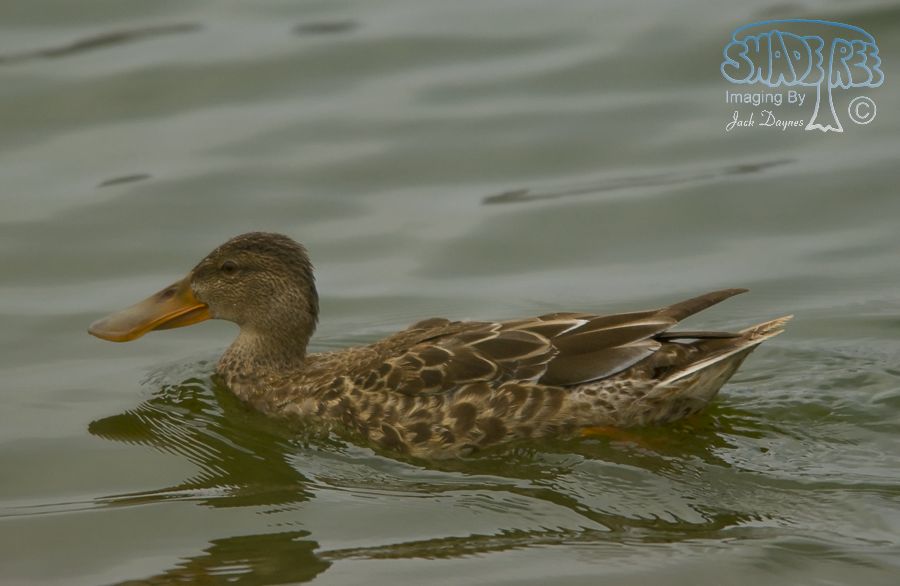 Northern Shoveler - Spatula clypeata
