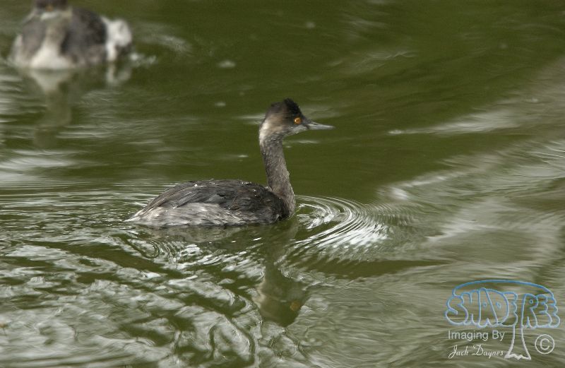 Eared Grebe - Podiceps nigricollis