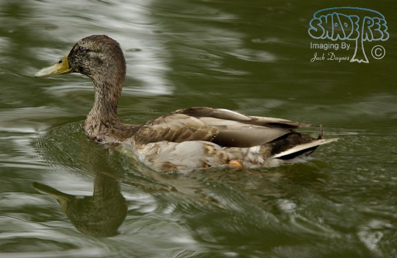Mallard - Anas platyrhynchos