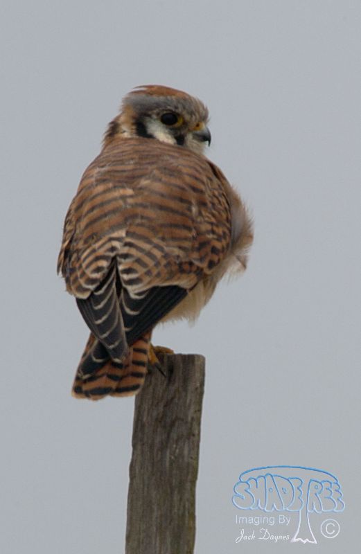 American Kestrel - Falco sparverius