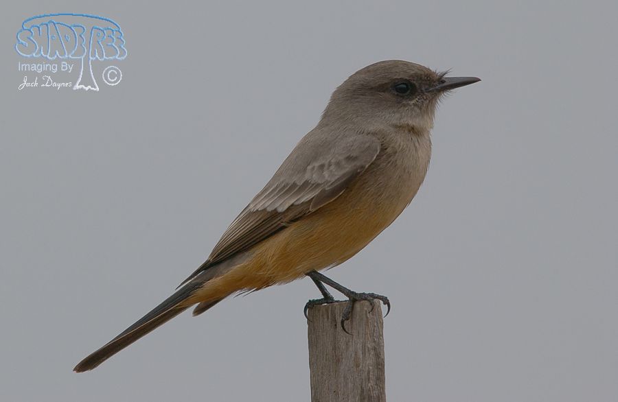 Say's Phoebe - Sayornis saya