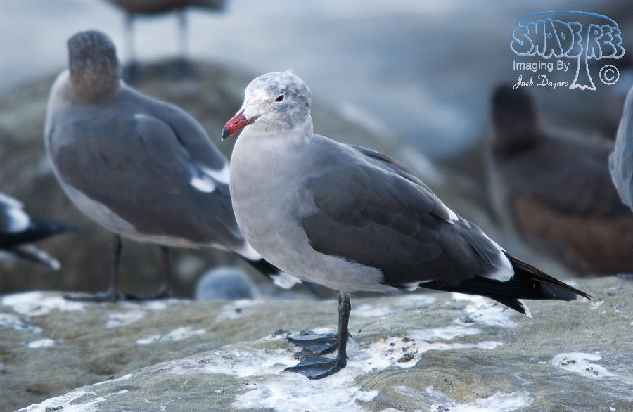 Heermann's Gull - Larus heermanni