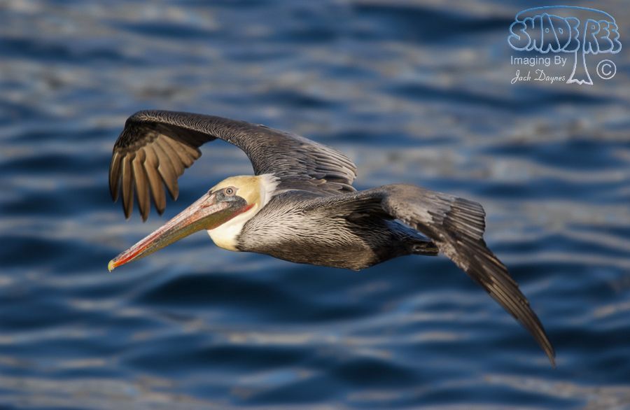 Brown Pelican - Pelecanus occidentalis