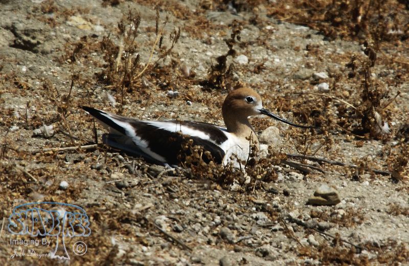 American Avocet - Recurvirostra americana