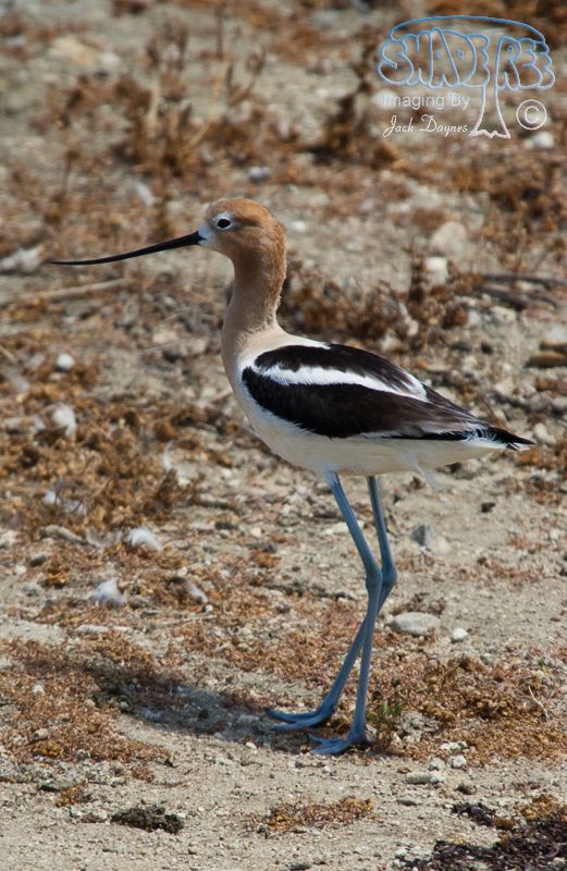 American Avocet - Recurvirostra americana
