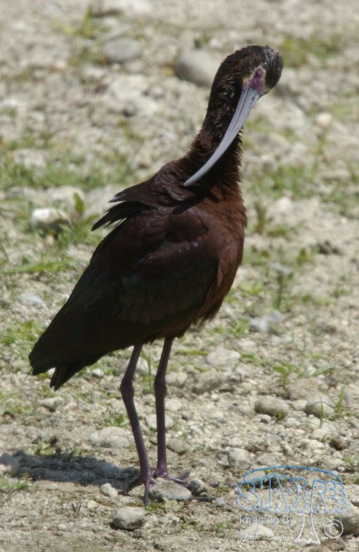 White-Faced Ibis - Plegadis chihi