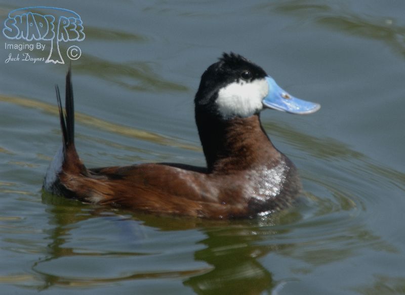 Ruddy Duck - Oxyura jamaicensis