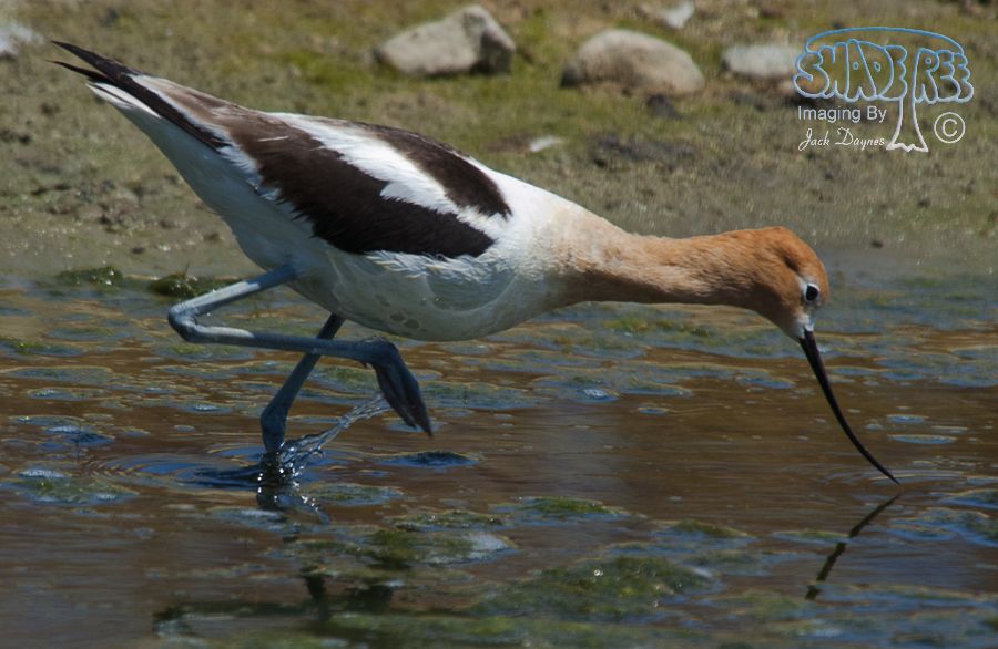 American Avocet - Recurvirostra americana