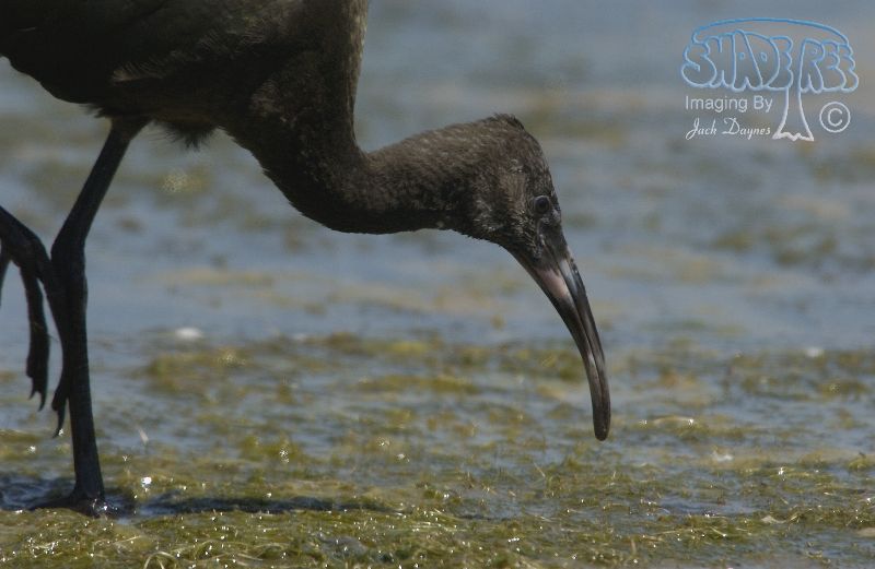 White-Faced Ibis - Plegadis chihi